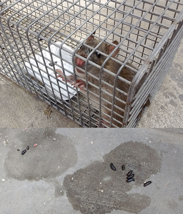 Ehisa Desratización